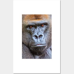 Western Lowland Gorilla Close Up Posters and Art